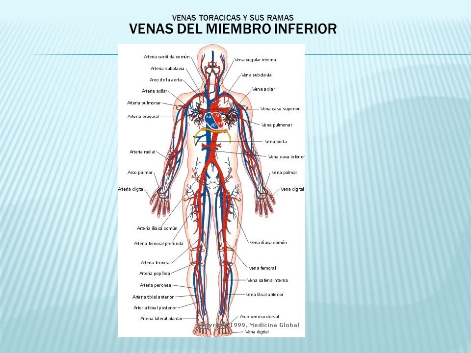 venas principales que drenan las extremidades inferiores